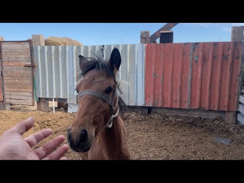 Видео: ЖЕРЕБЕНОК на прогулке! Тоқтамыш