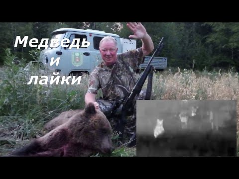 Видео: Охота на медведя на овсах 2023 в Пермском крае.Медведь и лайки. Две части сразу.
