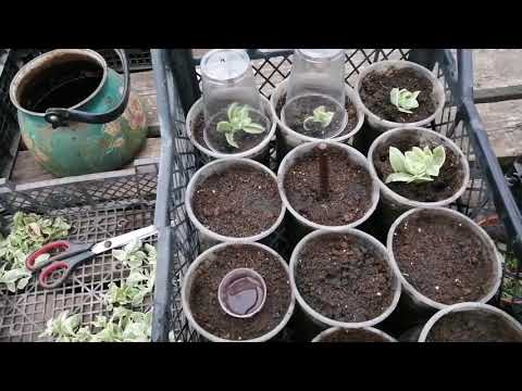 Видео: АПТЕНИЯ формируем растение🌱 и черенкуем правильно! ✂️