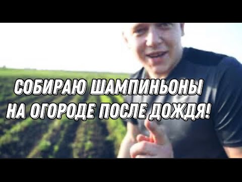 Видео: ШАМПИНЬОНЫ НА ДАЧЕ! МЫ ПРОСТО ВЫВЕЗЛИ ОТРАБОТАННЫЙ КОМПОСТ НА ОГОРОД! Я ТАКОГО НЕ ОЖИДАД!