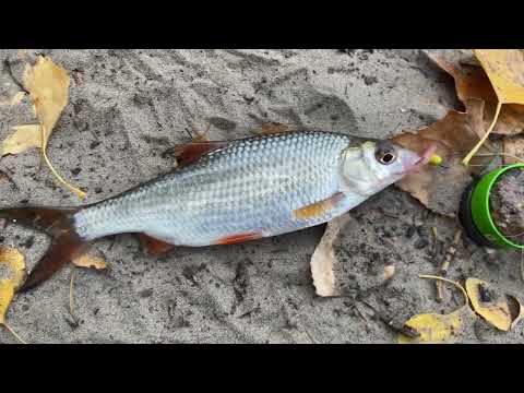 Видео: Попал на ход плотвы