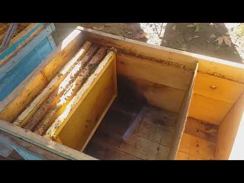 Видео: Занбурои мо дар зимистон