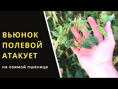 Видео: ВЬЮНОК АТАКУЕТ ОЗИМУЮ ПШЕНИЦУ! БОРЕМСЯ