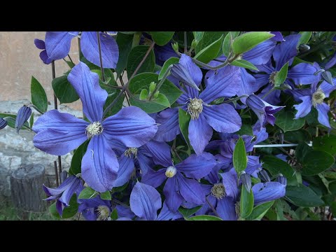 Видео: Епизод 69. В овощната градина. Розите.