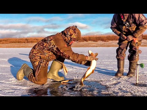 Видео: ТРОФЕЙНЫЕ ЩУКИ РВУТ ЛЕСКУ! ЩУКА АТАКУЕТ ОКУНЯ! СУПЕР КЛЕВ НА ЖЕРЛИЦЫ! РЫБАЛКА В ЯКУТИИ