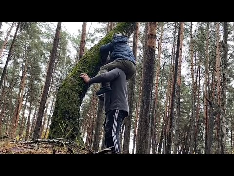 Видео: Накормили зятя и в лес! Офигеть,так мы ещё грибы не собирали! Мы как в цирке,зачем Свете на дерево?