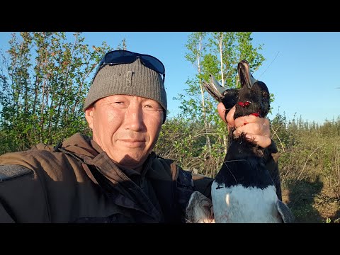 Видео: Весенняя охота на уток на Севере Якутии. часть 2