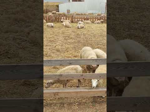 Видео: утро на ферме ташлинские овцы