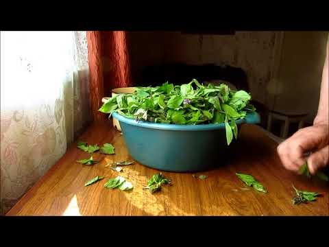 Видео: Как я готовлю чай из мяты