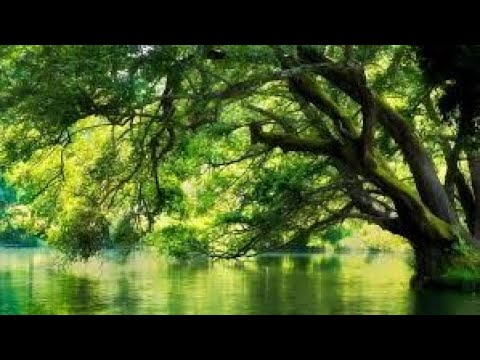 Видео: Горите На Македония