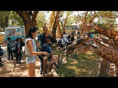 Видео: Зоопарк в Паттайе. Открытый зоопарк Кхао Кхео. Встреча с жирафами./ Khao Kheow Open Zoo Pattaya