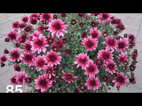 Видео: 20 нових сортів мультифлори.Фаворити 2025.