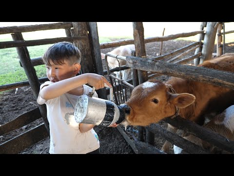 Видео: Сайылык. Каждое лето в Якутии на 300 сел становится больше