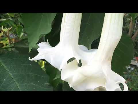 Видео: Как размножить и сохранить ?бругмансию