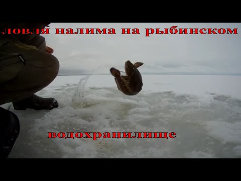 Видео: Сутки на льду. Ловля налима на поставушки и мормышку, с ночевкой, на рыбинском водохранилище 2020.