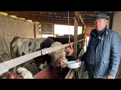 Видео: МОЛ КАЙСИ ЕМДА ЯХШИ СЕМИРАДИ МАККАЖУХОРИ ЁКИ КУНЖАРА ЧОРВАДОРЛАР УЧУН МАХСУС ВИДЕО МОЛ БОКИШ СИРЛАРИ