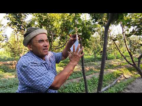 Видео: Куртак пайванд, саволларга асосланиб.