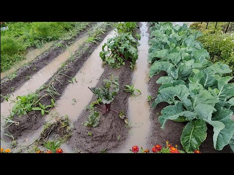 Видео: Результат выращивания овощей в гребнях