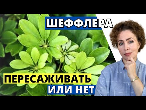 Видео: Как пересадить ШЕФФЛЕРУ