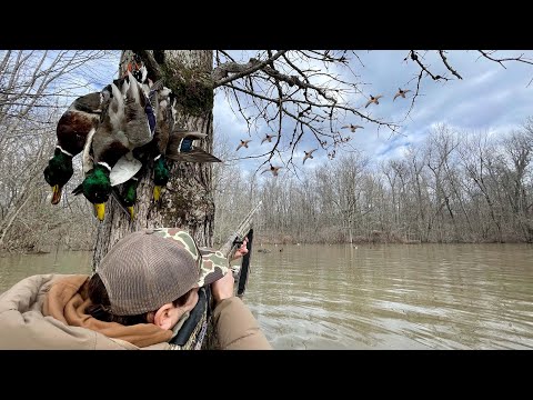 Видео: Охота на уток на общественных землях. Затопленный лес в Арканзасе!
