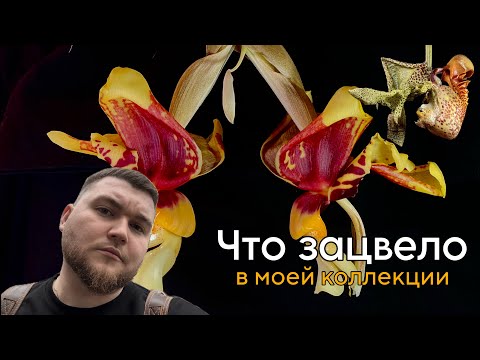 Видео: Вы такого не видели! || Обзор моего цветения || Зацвели 7 самых редких орхидей моей коллекции