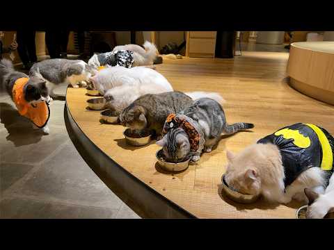 Видео: Счастливого Хэллоуина в Крупнейших Кошачьих Кафе Японии! | Cat Cafe Mocha Lounge🎃🐈