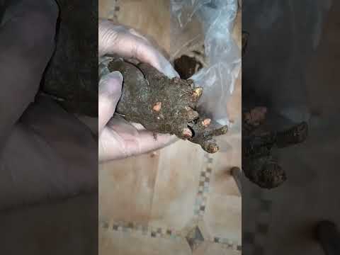 Видео: корни пионов из Пулков сад