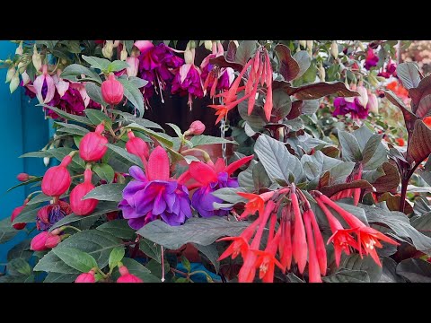 Видео: Фуксии цветут, обзор 2023.Настроение  выкинуть всё...((