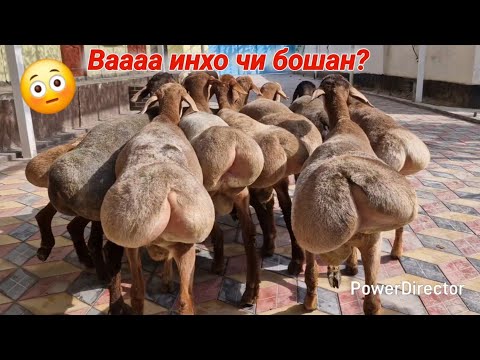 Видео: Кучкорхои зоти Масчински парода фуруши арзон. Ватсап  907 49 19 19 