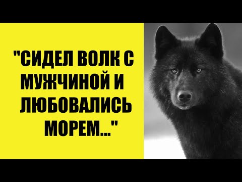 Видео: Сидел Волк с мужчиной и любовались морем...