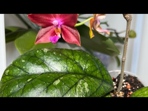 Видео: Что СЛУЧИЛОСЬ с НОВЫМИ ХОЙЯМИ⁉️ через 8 недель на моём окне