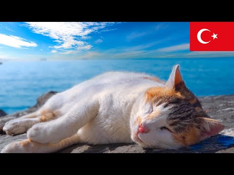 Видео: Кошки Стамбула: 2,5 часа расслабляющих моментов в 4K
