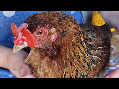 Видео: Майские дела по хозяйству. Часть 2-ая. Курица в очках.