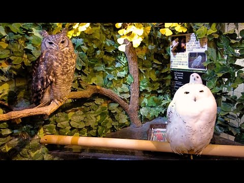 Видео: Посещение кафе Lovely Owl в Киото, Япония | Киотский совиный лес