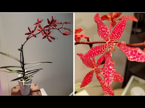 Видео: Ренантера Пересадка Адаптация