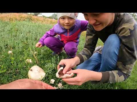 Видео: Семейная вылазка по грибы. Набрали шампиньонов.