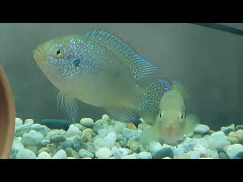 Видео: хромис-красавец.нерест(самка кладёт икру на грунт)Hemichromis Bimaculatus