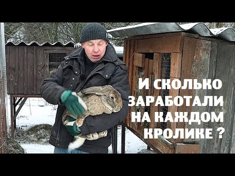 Видео: Сколько мы заработали на кролях в 2022 году?