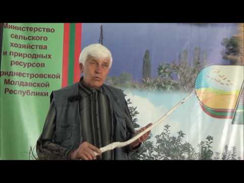 Видео: Семинар по ореховодству по приглашению Приднестровской Молдавской Республики. Часть VI. Май 2017