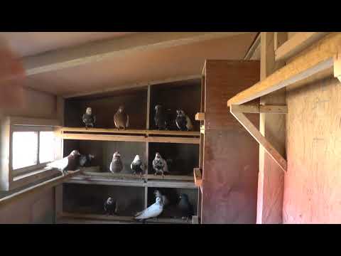 Видео: Бакинские голуби у моих друзей. Часть1.