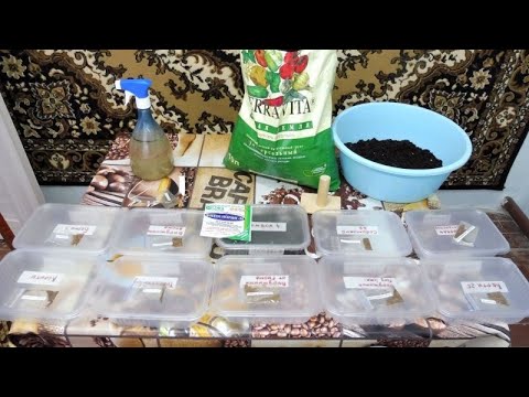 Видео: Посев семян Табака на рассаду 2021.