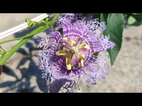 Видео: Цъфтеж на Passiflora Incense [1 част]