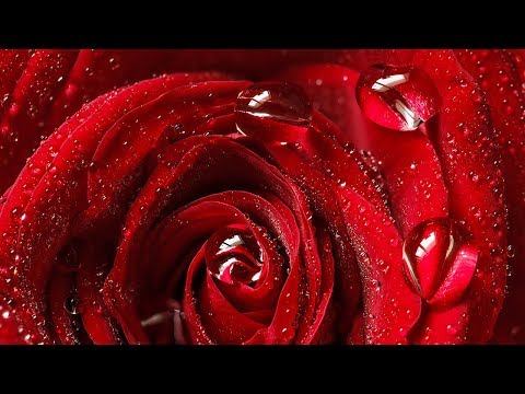 Видео: Макросъёмка цветов и капель. Фрагмент из курса Владимира Сковородникова.