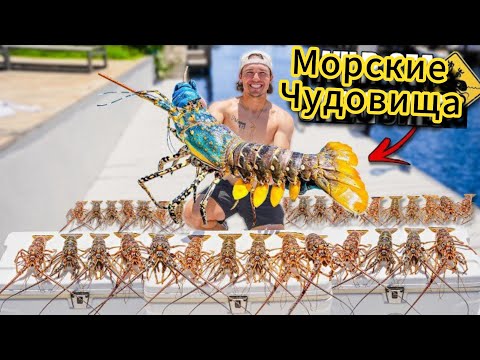 Видео: Ловля ДИКИХ ЛОБСТЕРОВ ПОД КАМНЯМИ на соленом РИФЕ!
