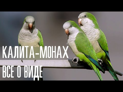 Видео: Попугай Калита-Монах все о виде