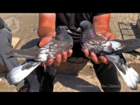 Видео: Птичий рынок г. Ташкент - ГОЛУБИ 07.05.2022) / Uzbek Pigeons / Usbekische tauben