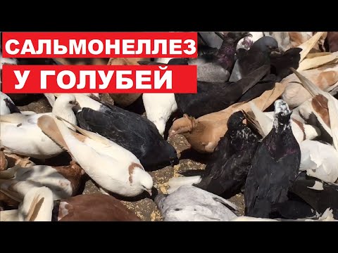 Видео: Немного о болезнях голубей