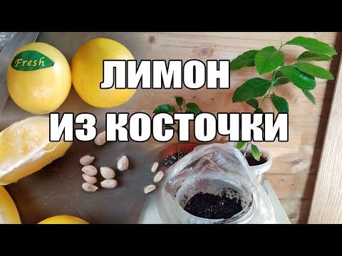 Видео: Лимон из косточки -посадка, выращивание,уход косточки лимона в домашних условиях Лимон из косточки