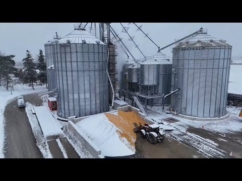 Видео: Сбор кукурузы в Канаде!!