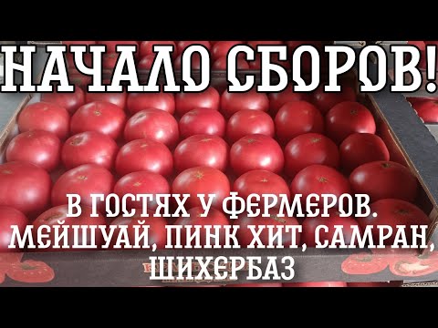 Видео: Томаты Хит, Самран, Мейшуай, Шихербаз. Обзорная экскурсия